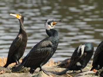 Great Cormorant 佐鳴湖 Sat, 2/24/2024