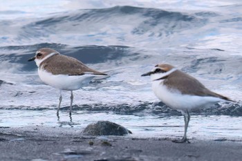 Kentish Plover 富士川河口 Mon, 2/26/2024