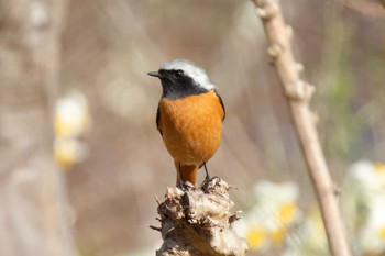 Daurian Redstart 京都府 Sat, 2/24/2024