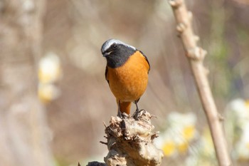 Daurian Redstart 京都府 Sat, 2/24/2024