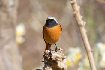 Daurian Redstart 京都府 Sat, 2/24/2024