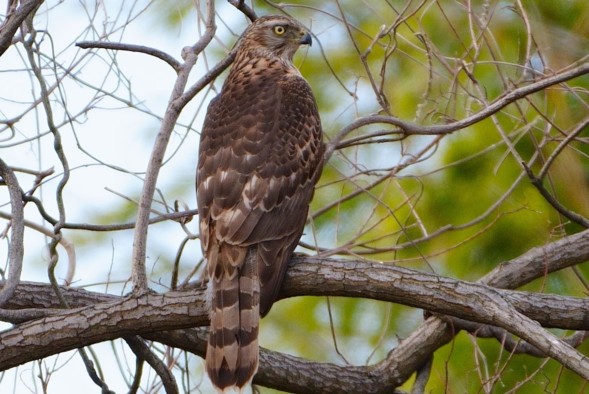 Eurasian Goshawk