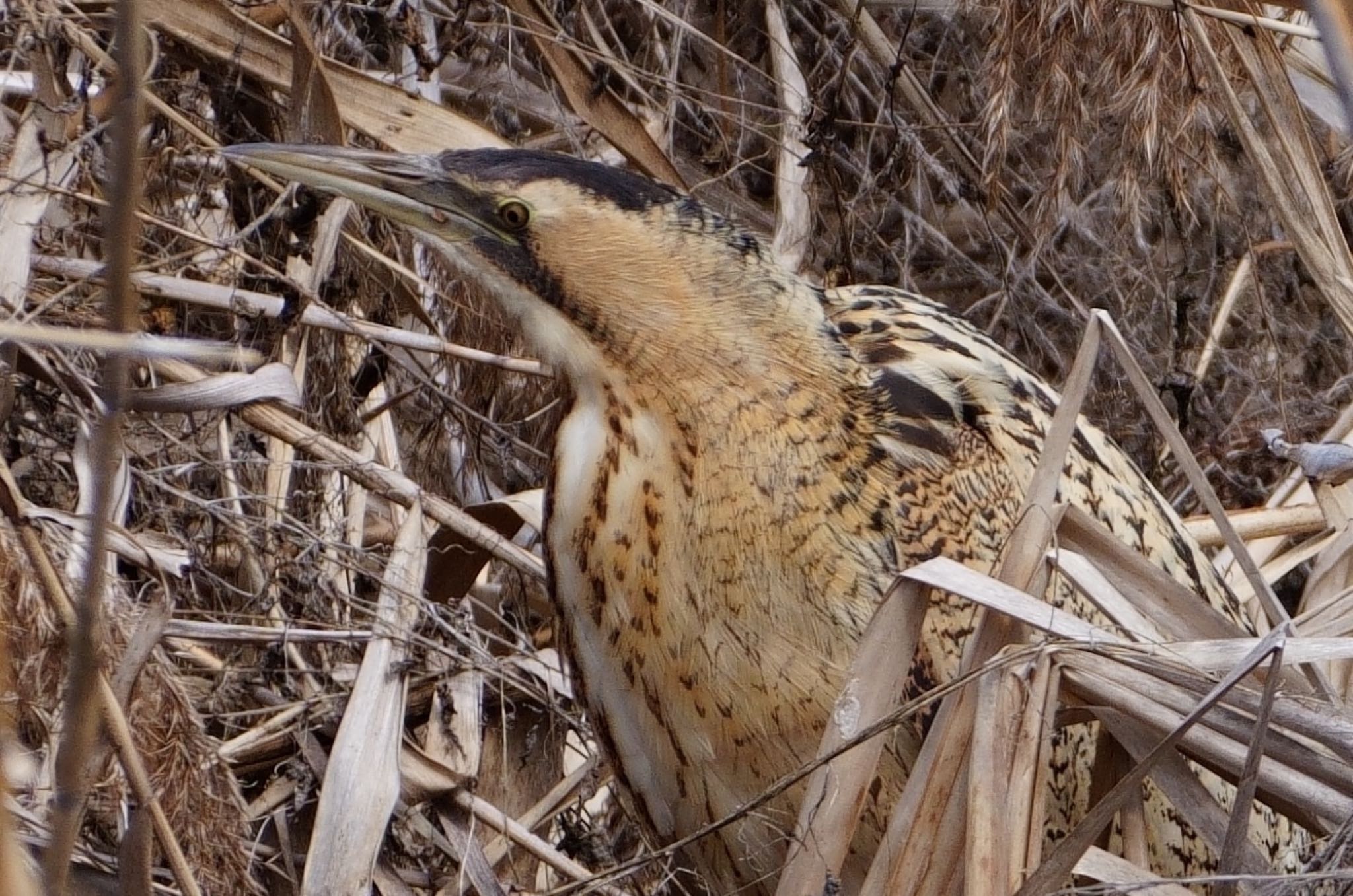 Eurasian Bittern