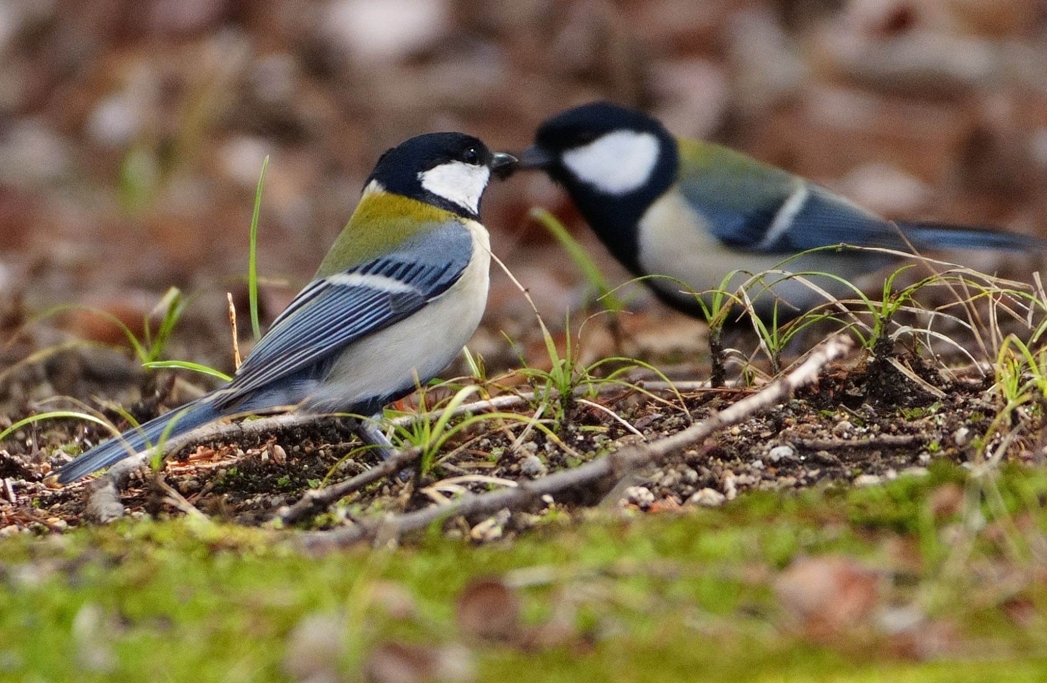 Japanese Tit