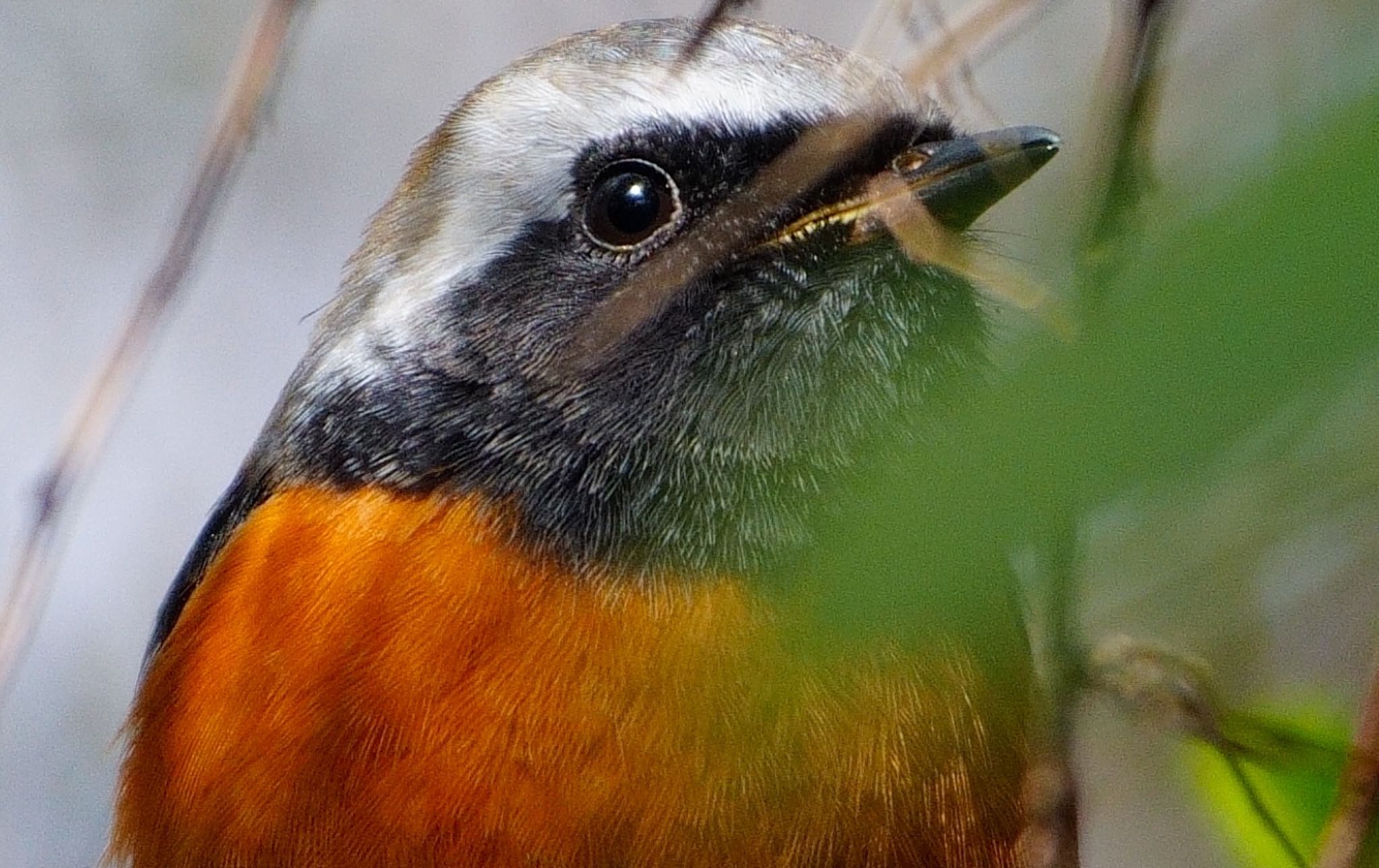 Daurian Redstart