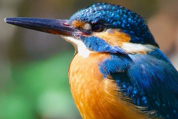 Common Kingfisher Oizumi Ryokuchi Park Tue, 2/27/2024