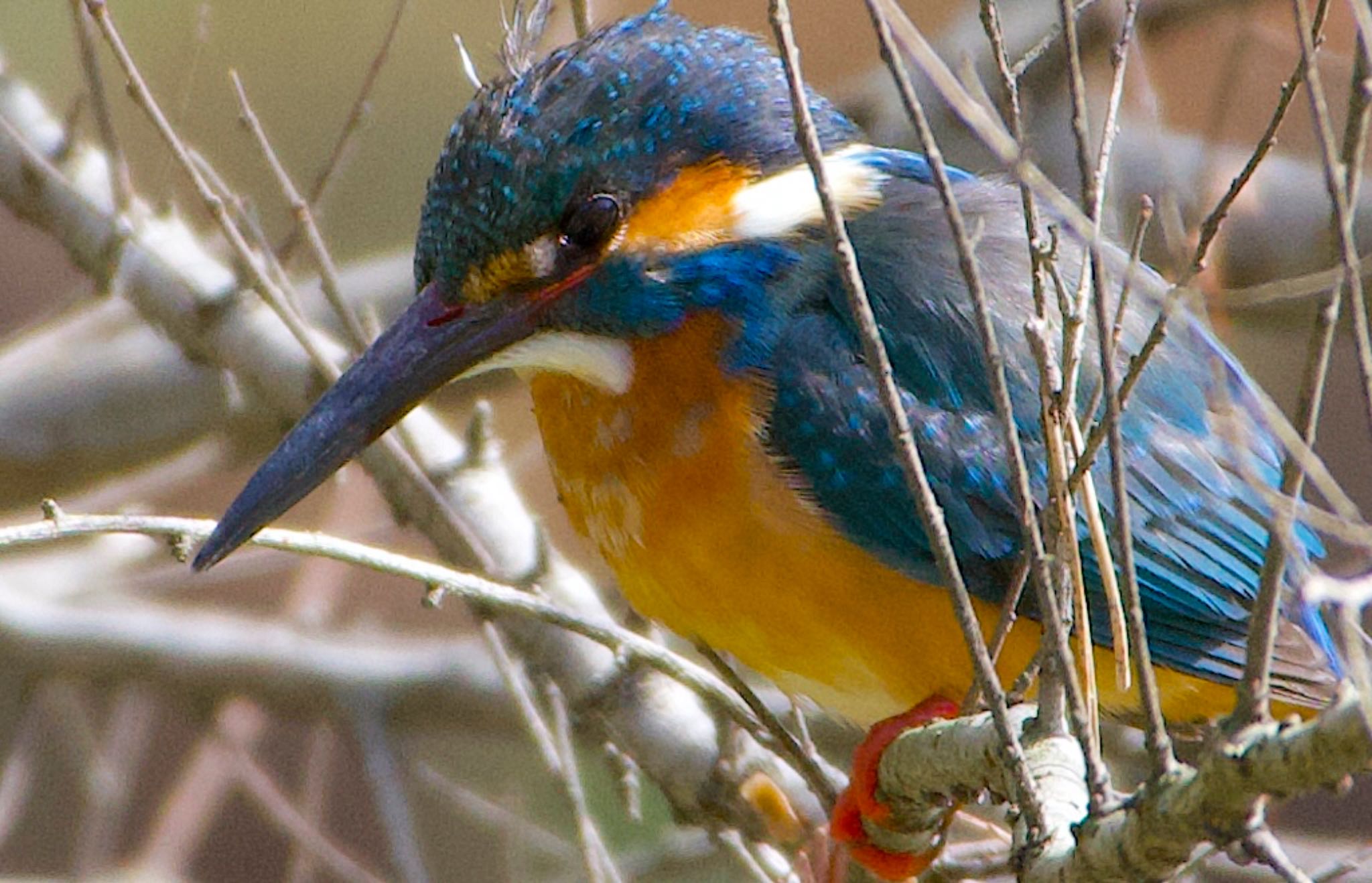 Common Kingfisher