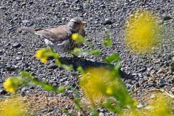 Fieldfare 群馬県 Mon, 2/26/2024