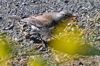 Fieldfare 群馬県 Mon, 2/26/2024