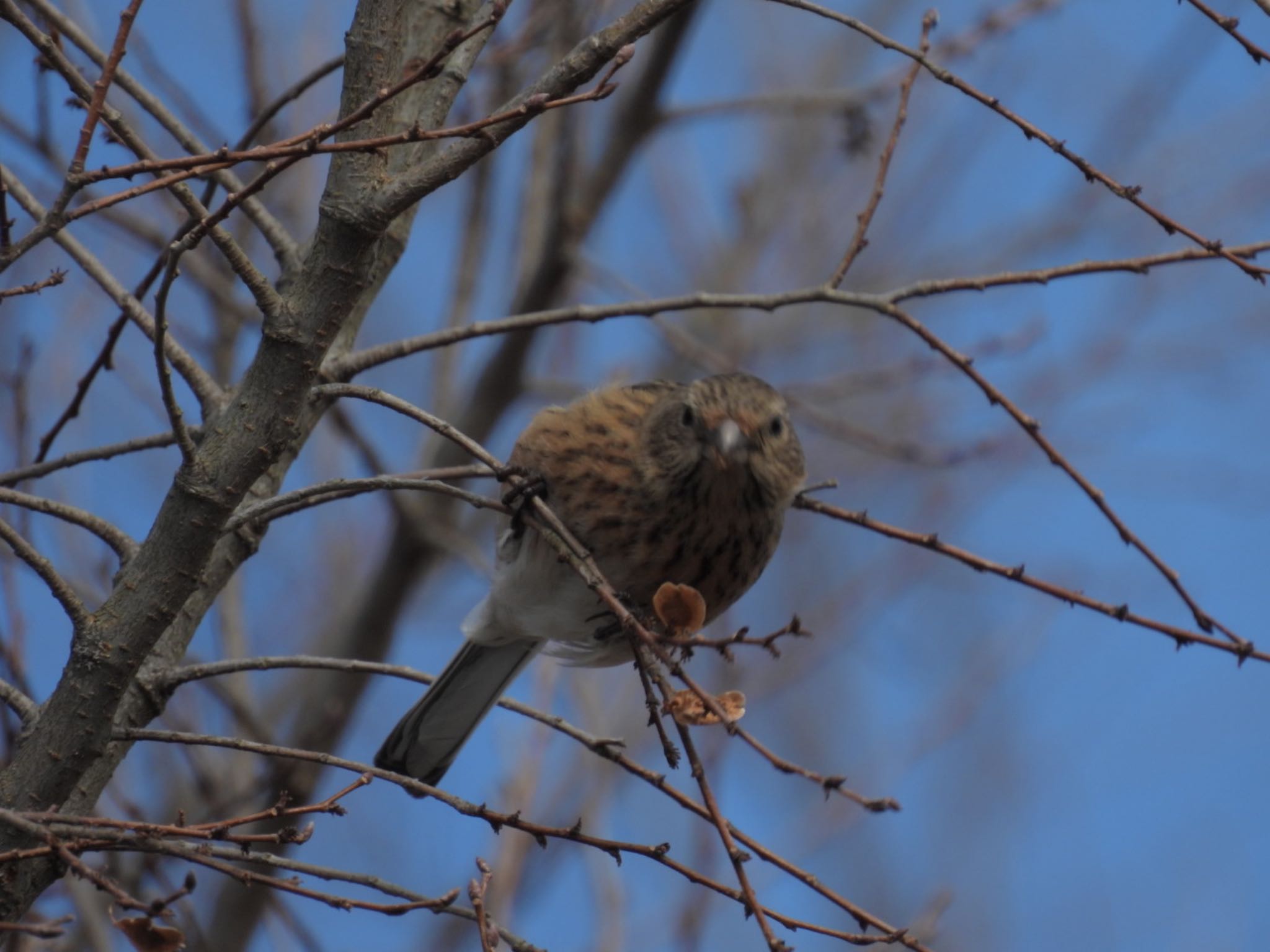 Siberian Long-tailed Rosefinch