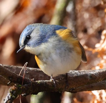 Red-flanked Bluetail 三木総合防災公園 Mon, 2/26/2024