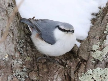 ゴジュウカラ 野幌森林公園 2024年2月27日(火)