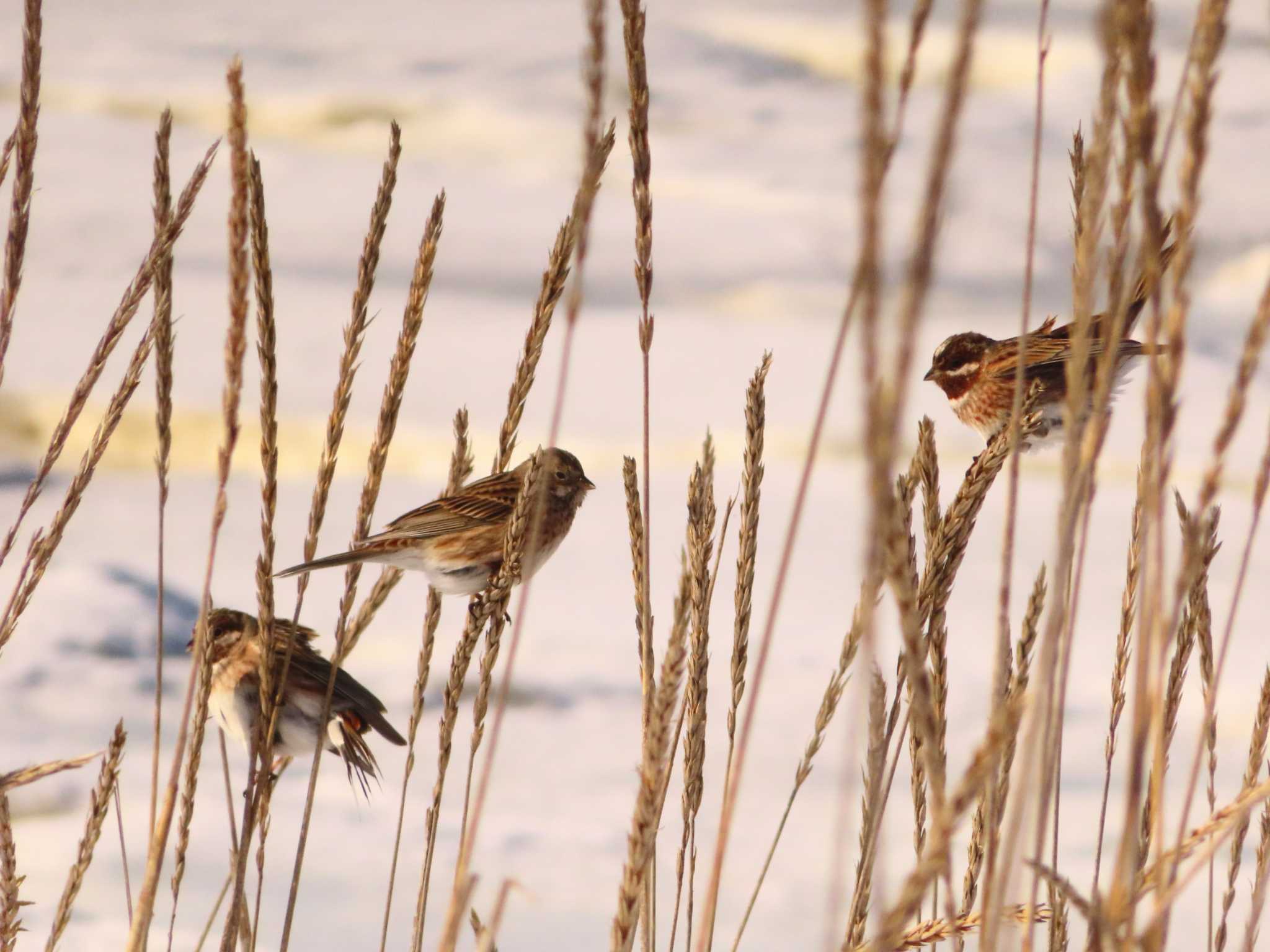 Pine Bunting