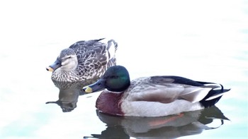 アオクビアヒル 舎人公園 2023年1月7日(土)