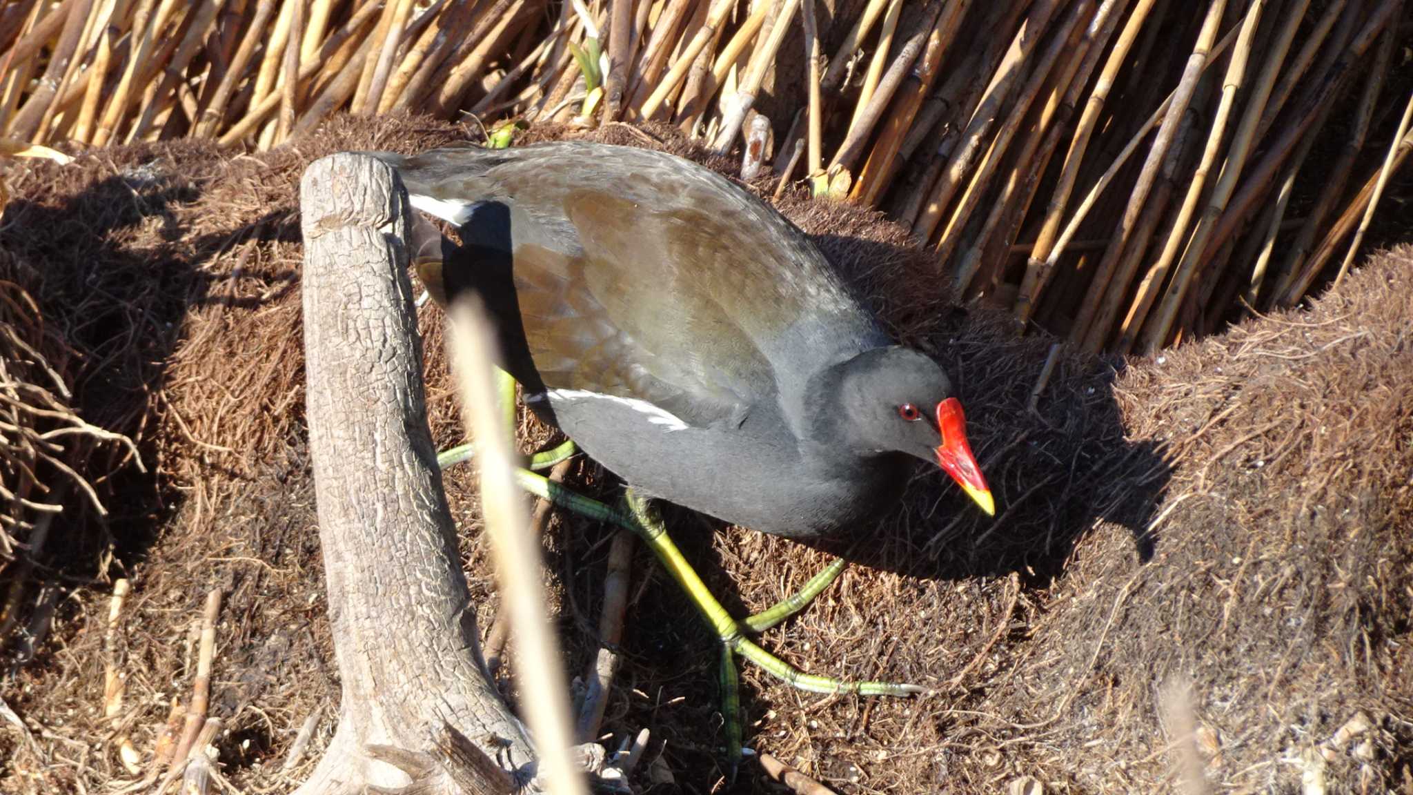 Photo of Common Moorhen at Toneri Park by こんぶ