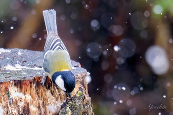 シジュウカラ 西湖野鳥の森公園 2024年2月23日(金)