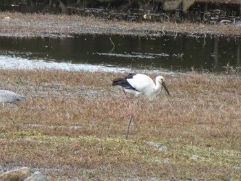 コウノトリ 昆陽池公園 2024年2月27日(火)