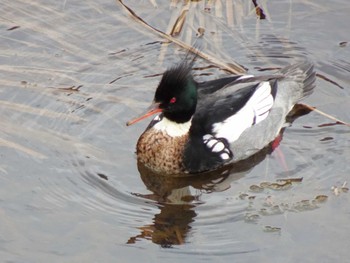 Red-breasted Merganser 天神川 Tue, 2/27/2024