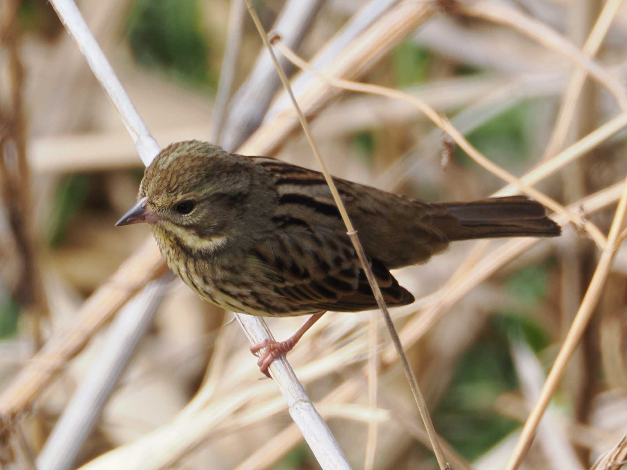 Masked Bunting