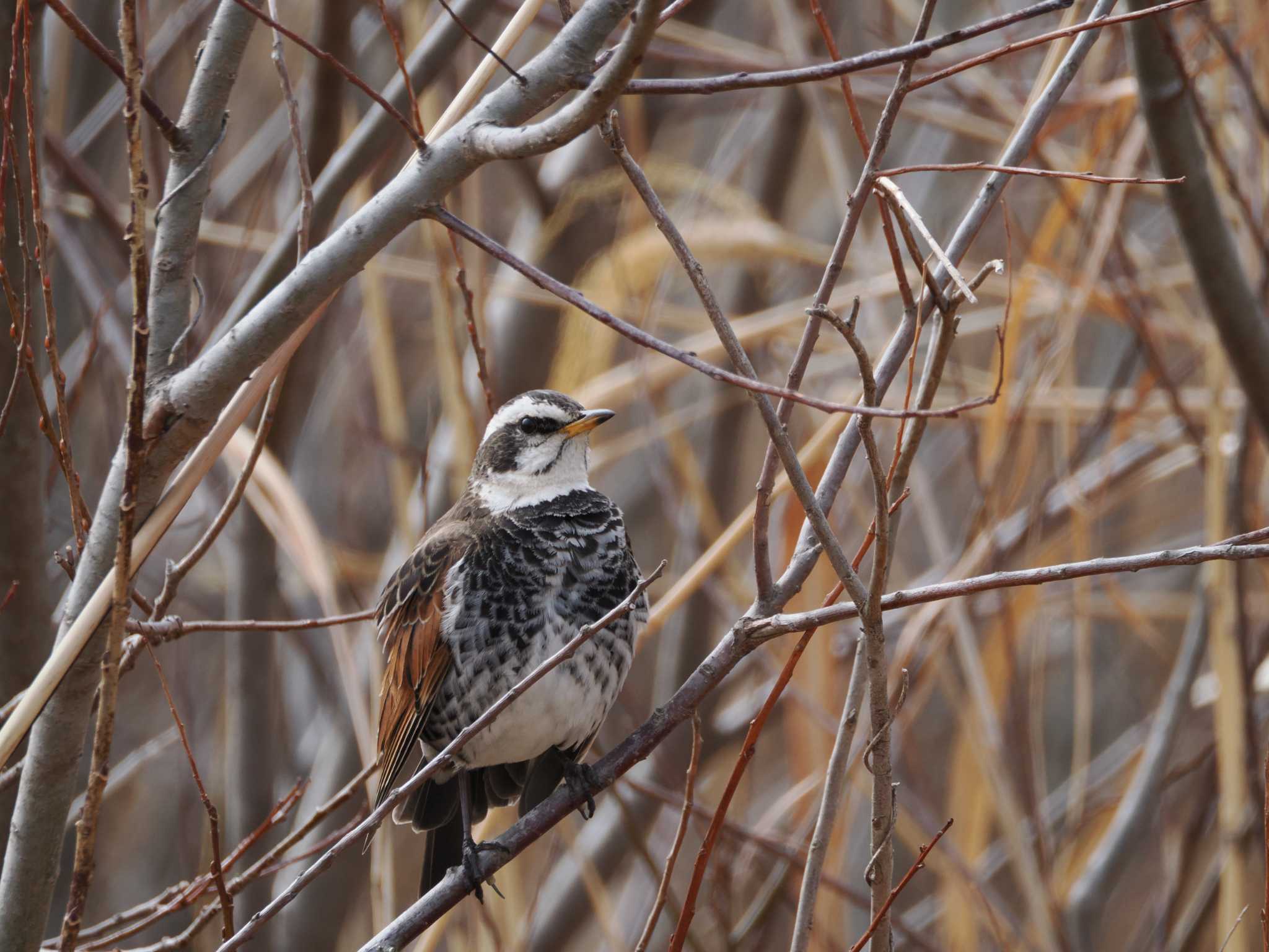 Dusky Thrush