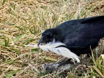 Large-billed Crow 多々良沼 Sun, 2/11/2024