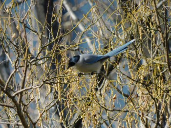 2024年2月27日(火) 日比谷公園の野鳥観察記録