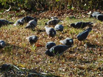 Rock Dove Hibiya Park Tue, 2/27/2024