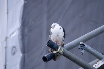 Rock Dove 津田沼 Sat, 2/24/2024