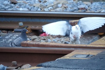 Rock Dove 津田沼 Sat, 2/24/2024