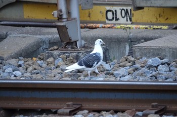 Rock Dove 津田沼 Sat, 2/24/2024