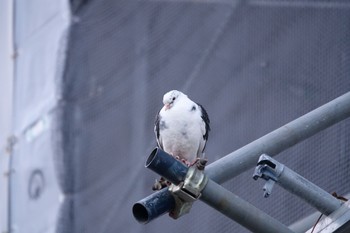 カワラバト 津田沼 2024年2月24日(土)