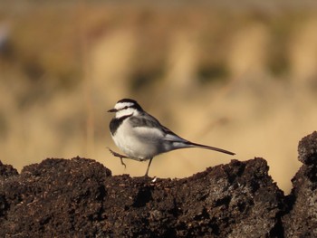 White Wagtail 長久手 Mon, 1/2/2023