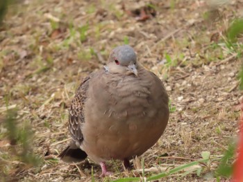 Oriental Turtle Dove 杁ヶ池公園 Sat, 12/17/2022