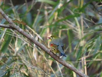 Red-billed Leiothrix 海上の森 Sat, 12/10/2022