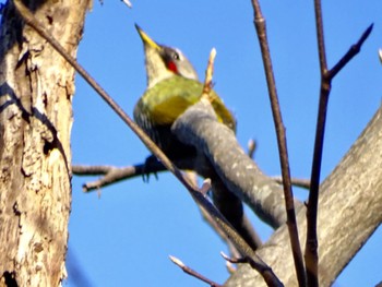 2024年2月27日(火) 舞岡公園の野鳥観察記録