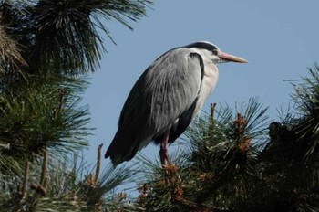 Sat, 4/8/2023 Birding report at 大濠公園