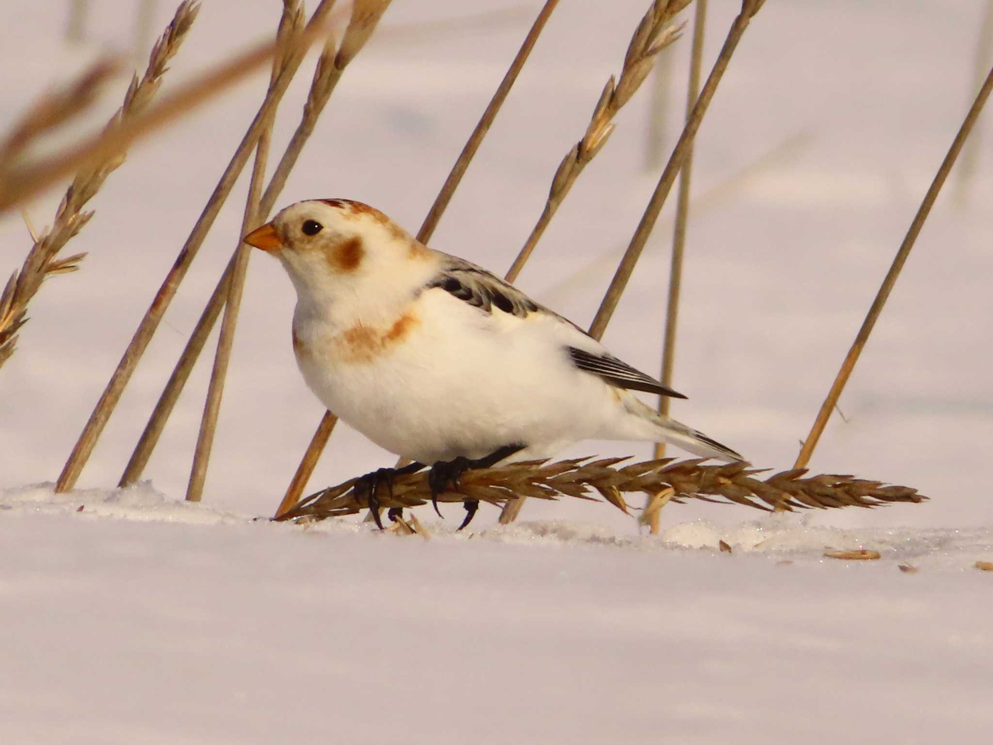 Snow Bunting