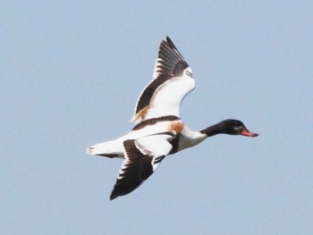 Common Shelduck 今津干潟 Sun, 4/2/2023