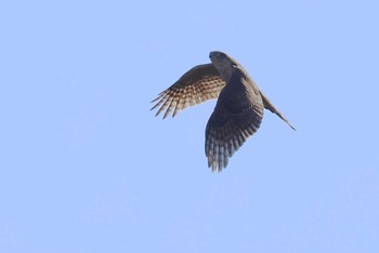 Eurasian Sparrowhawk 愛知県 Sun, 2/11/2024