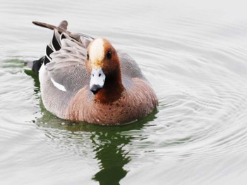 ヒドリガモ 大濠公園 2023年3月22日(水)