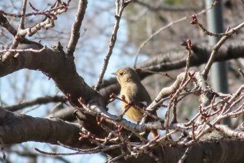 ジョウビタキ 武蔵野の森公園 2024年2月24日(土)