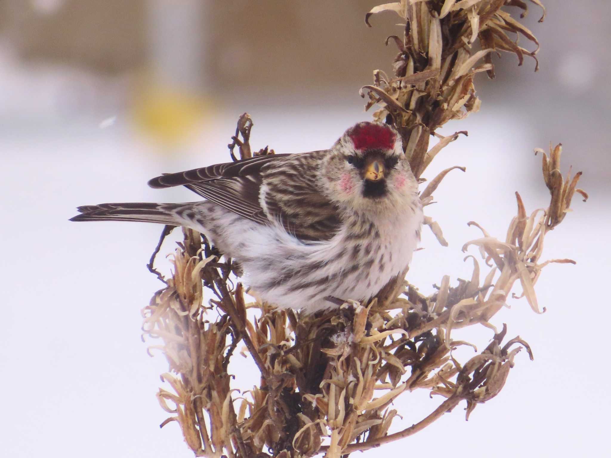 Common Redpoll