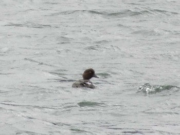 Common Goldeneye Yogoko Mon, 2/13/2023