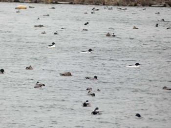 カワアイサ 余呉湖 2023年2月13日(月)