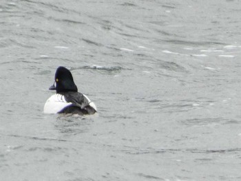 Common Goldeneye Yogoko Mon, 2/13/2023