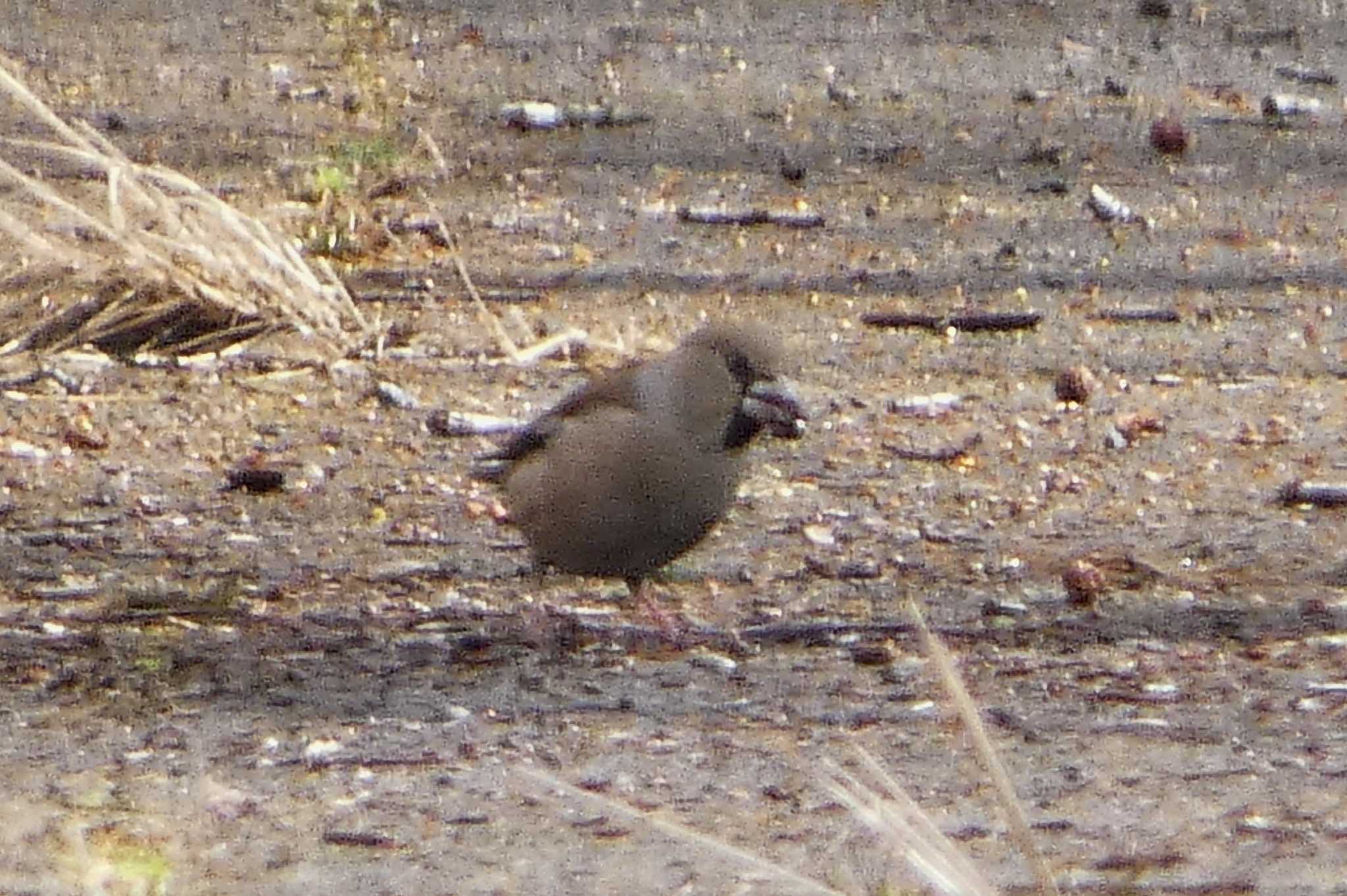 Hawfinch