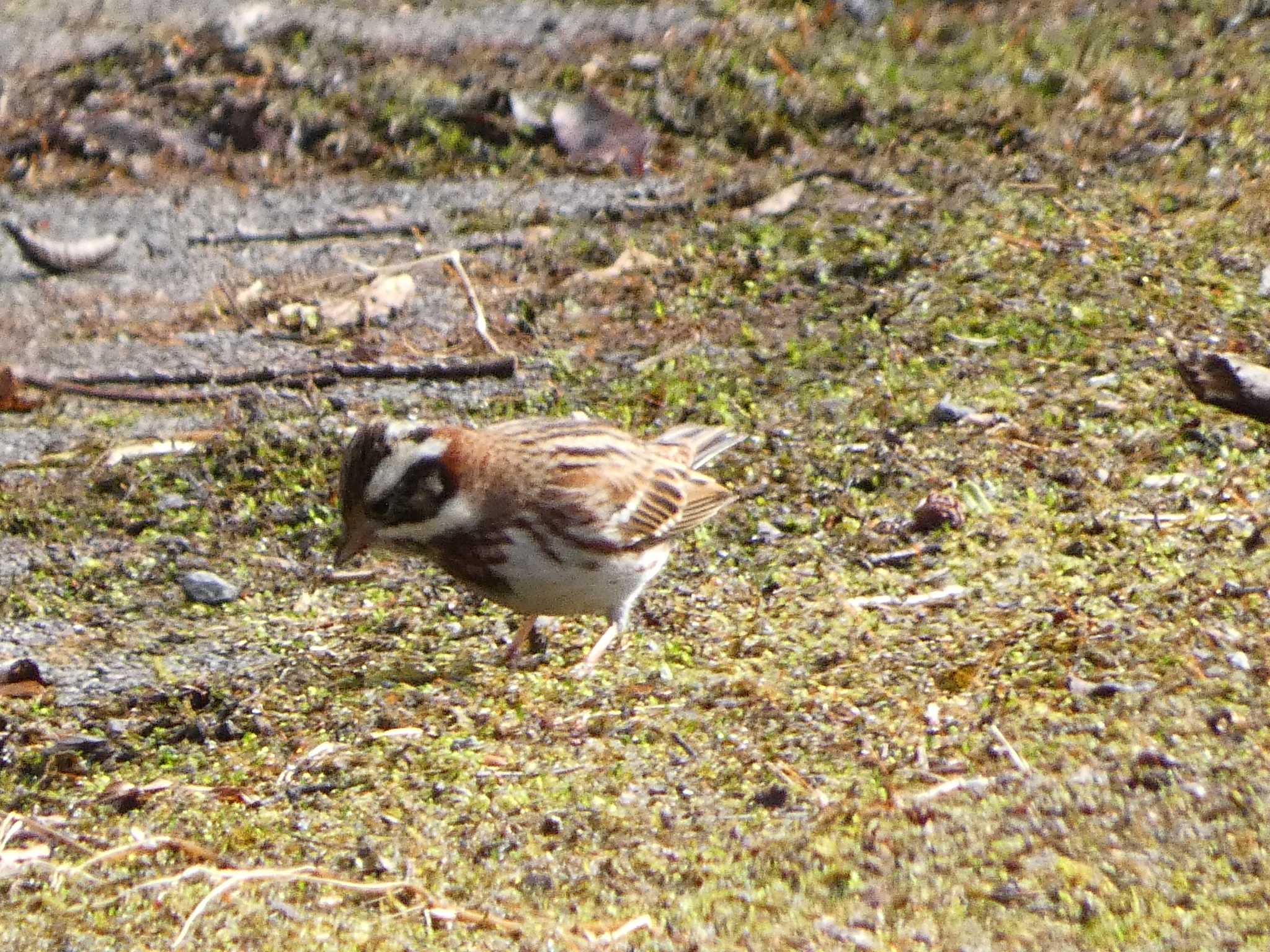 Rustic Bunting