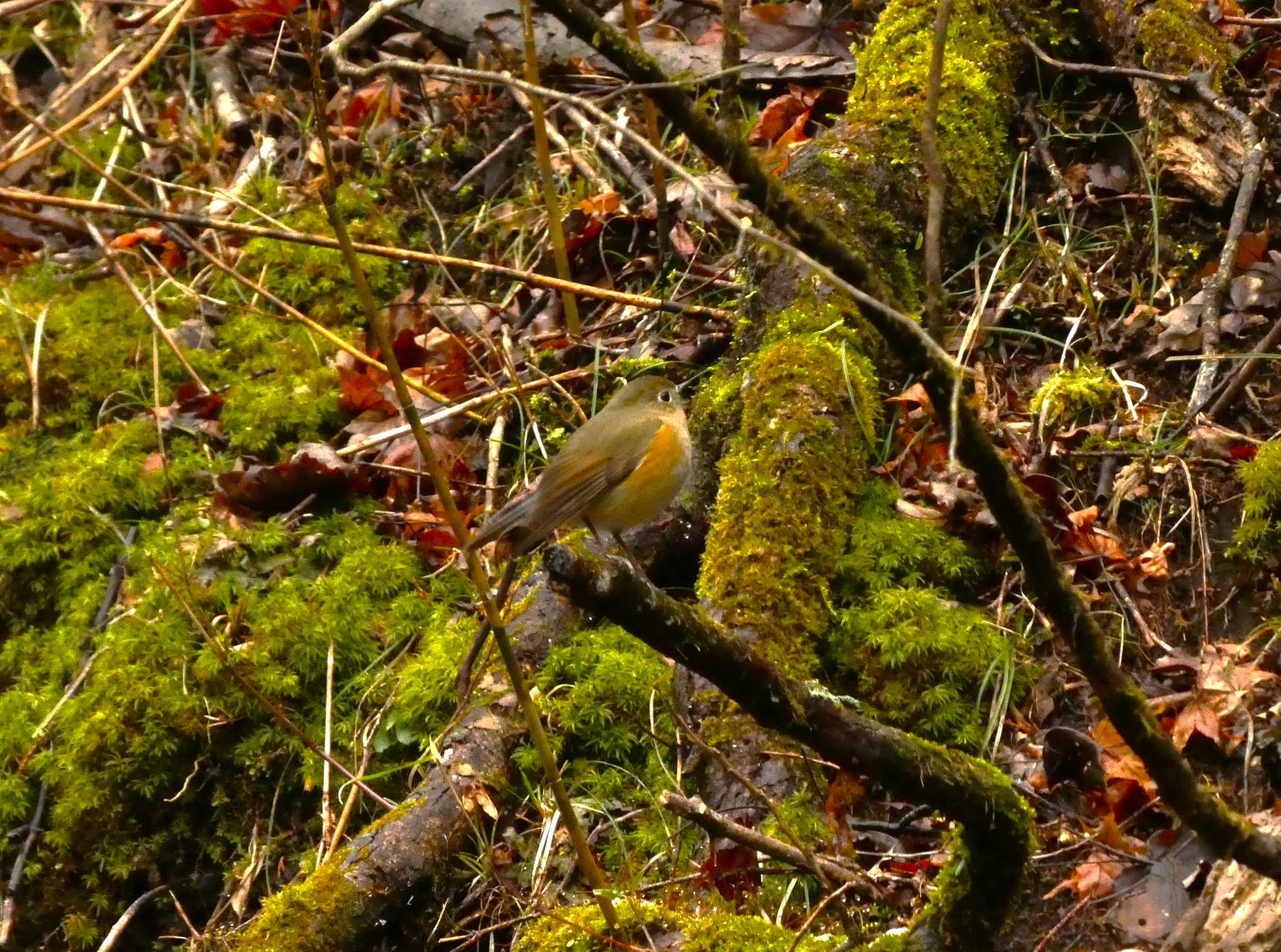 Red-flanked Bluetail