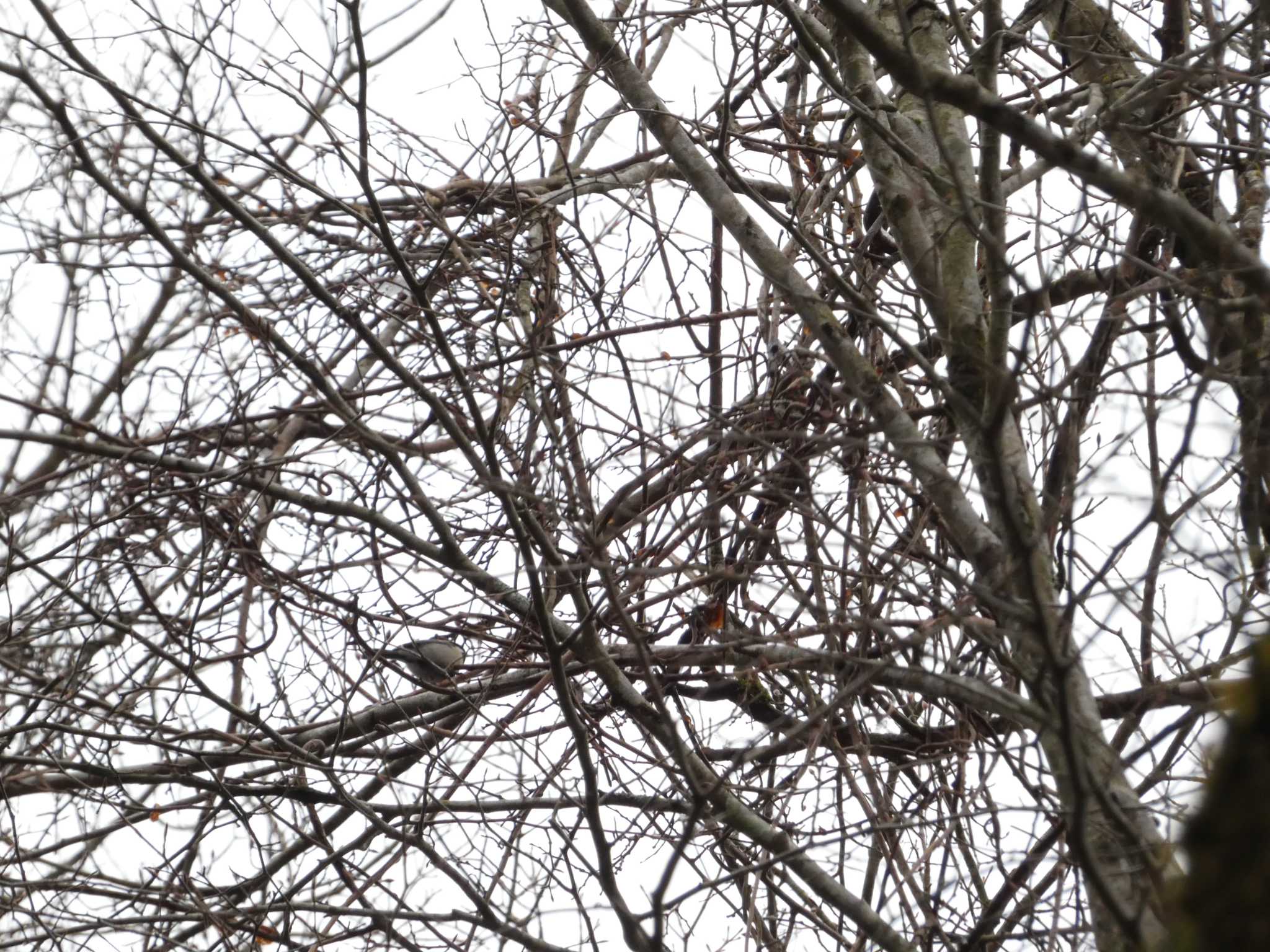 Japanese Tit