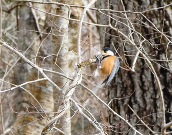 2024年2月24日(土) 丸火自然公園の野鳥観察記録